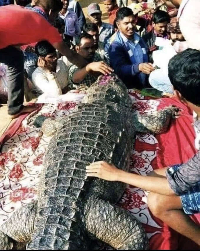 ఛత్తీస్‌గఢ్‌లోని ఓ గ్రామంలో 130 ఏళ్ల మొసలికి అంత్యక్రియలు చేస్తున్న స్థానికులు