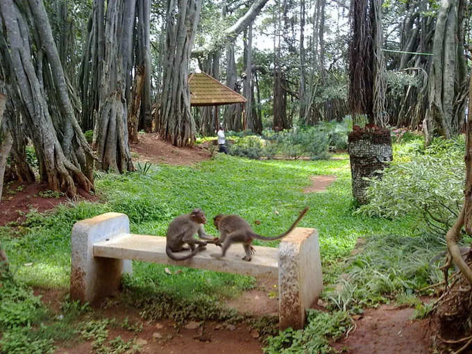 ​ದೊಡ್ಡ ಆಲದ ಮರ