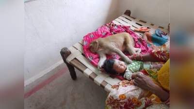 बिलासपुर : आंगन में बच्ची के साथ सो गई बंदरिया, मां की हलक में अटकी सांस, फिर क्या हुआ