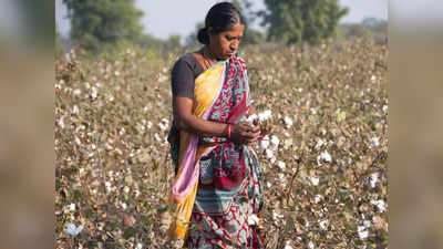 cotton price: பருத்தி விவசாயிகள் வேதனை.. மிகப் பெரிய நஷ்டம்!