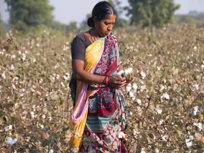 cotton price: பருத்தி விவசாயிகள் வேதனை.. மிகப் பெரிய நஷ்டம்!