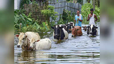 Assam Flood: বানভাসি অসমে পোয়াবারো পাচারকারীদের, দেদার চলছে গবাদি পশুর চোরাচালান