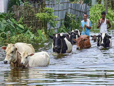 Assam Flood: বানভাসি অসমে পোয়াবারো পাচারকারীদের, দেদার চলছে গবাদি পশুর চোরাচালান