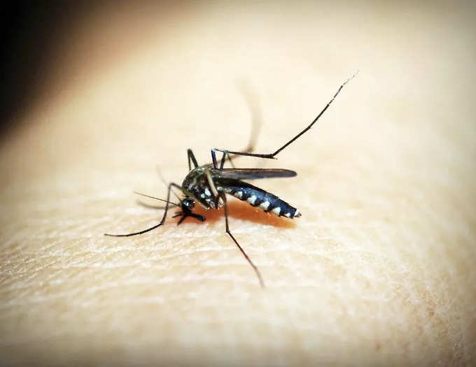 World Mosquito Day (August 20)