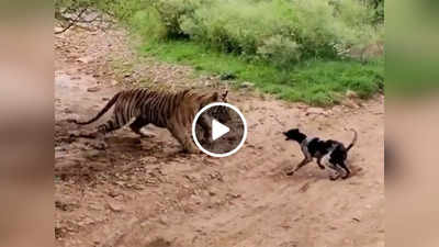 Tiger Dog Fight Video : पेड़ के नीचे सो रहा था टाइगर, कुत्ते ने ललकारा, 8 सेकंड में खेल खत्म हो गया!