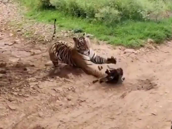 भौंकते कुत्ते पर किया पंजों से वार...