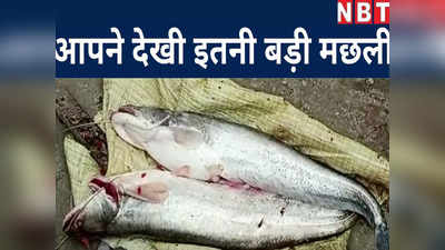 Bihar flood:बाढ़ के पानी में पकड़ी गईं 2 विशालकाय मछलियां, देखकर आप भी कहेंगे- ओ माय गॉड