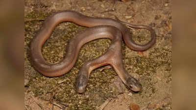 Two Headed Snake: दक्षिण अफ्रीका में मिला दुर्लभ प्रजाति का दोमुंहा सांप, पकड़ने वालों के भी उड़ गए होश