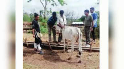 वन्यजीवांच्या आरोग्यासाठी लसीकरण