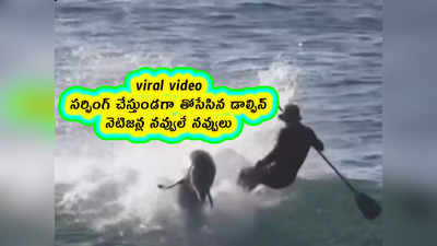 viral video: సర్ఫింగ్ చేస్తుండగా తోసేసిన డాల్ఫిన్.. నెటిజన్ల నవ్వులే నవ్వులు