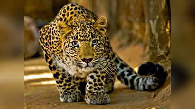 Leopard In Noida: नोएडा की एवीजे हाइट्स हाउसिंग सोसाइटी के पास दिखा तेंदुआ, खोज में जुटी वन विभाग की टीम
