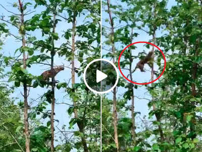 बंदर के शिकार के लिए तेंदुआ पेड़ से कूदा, वीडियो देखकर लोगों का माथा घूम गया