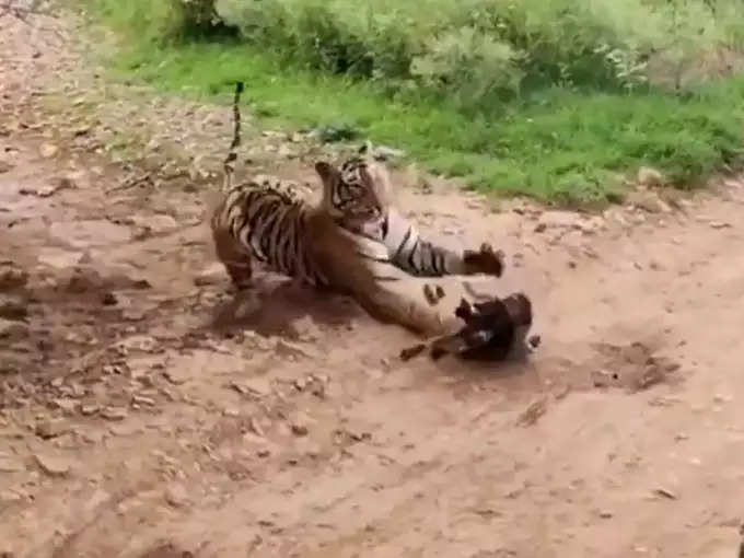 बाघ ने पलभर में निपटा दिया कुत्ता