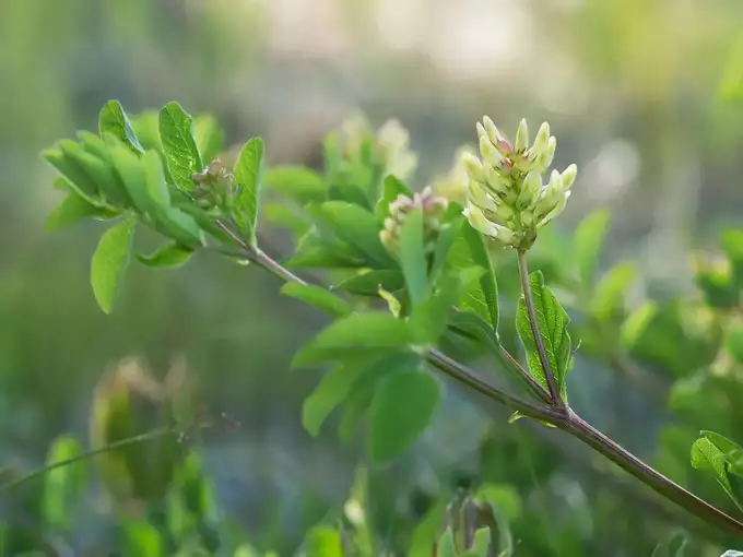 astragalus