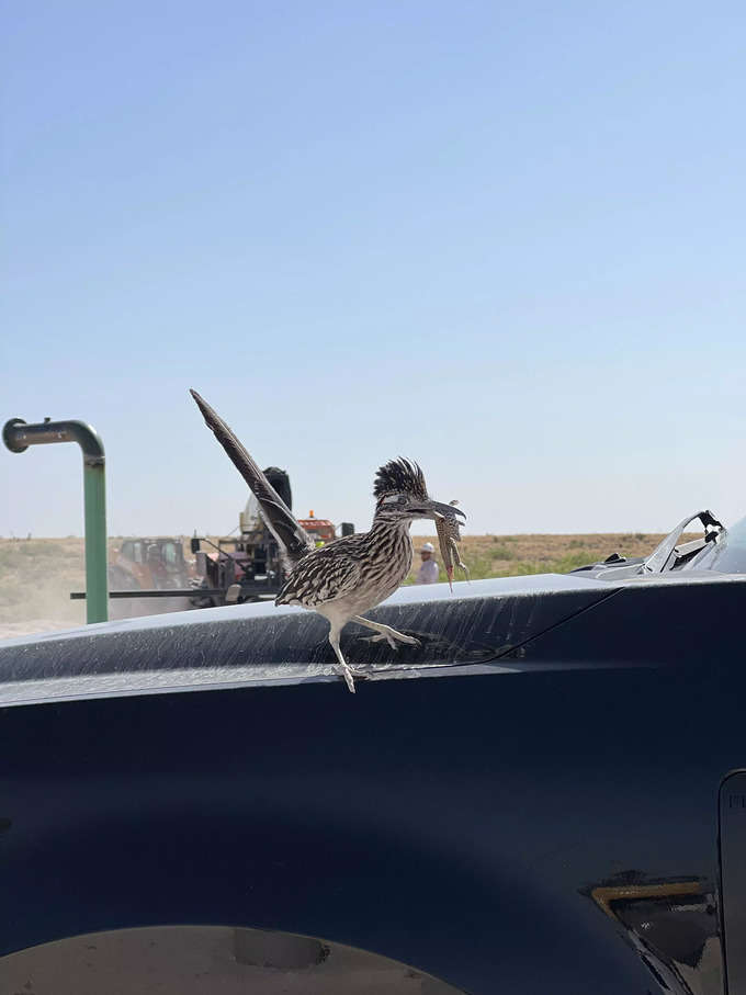 ఈ డెసెర్ట్ చికెన్ (Desert chicken) పక్షికి.. బ్రేక్‌ఫాస్ట్‌ దొరికింది