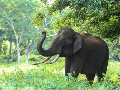 അങ്ങോട്ട് മാറി നിക്കടോ, ഇനി ഞാന്‍ പോട്ടെ; പെരുമാറ്റം കൊണ്ട് സോഷ്യല്‍ മീഡിയയില്‍ വൈറലായി ഒരാന