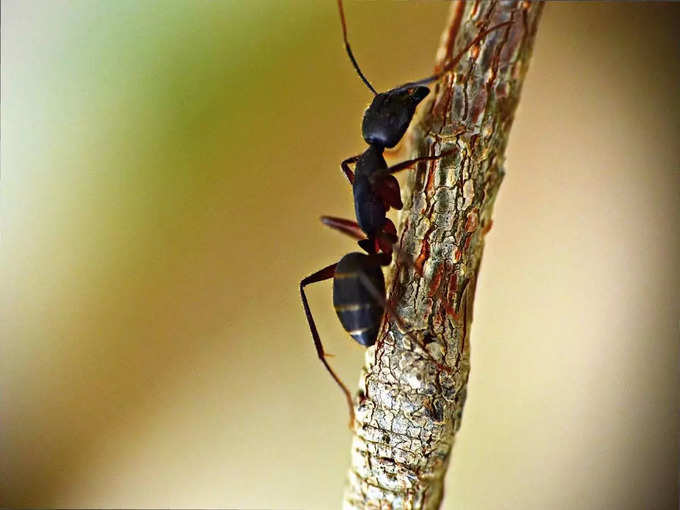 ​ಇರುವೆಗಳಿಗೆ ಇದನ್ನು ತಿನ್ನಲು ನೀಡಿ