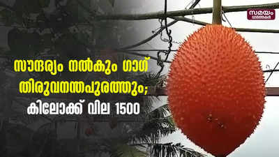 സൗന്ദര്യം നല്‍കും ഗാഗ് തിരുവനന്തപുരത്തും; കിലോക്ക് വില 1500