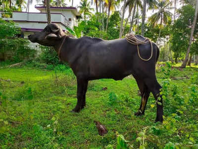 ഇവിടെ പോത്തും താരമാണ്, ജില്ലയിലെ മലയോര മേഖലകളിൽ പോത്ത്‌ കൃഷി വ്യാപകമാകുന്നു