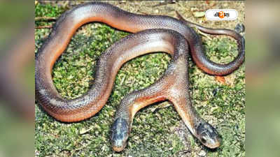 Two-Headed snake: দুমুখো সাপ! এ বার দক্ষিণ আফ্রিকায়