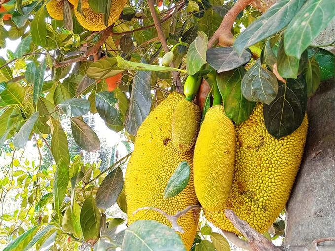 ​কাঁঠালের উপকারিতা