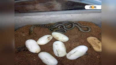 Gokhro Snake: ডিম থেকে ১৬ গোখরোর ছানা ফোটালেন বনকর্মীরা