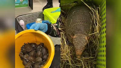 Wildlife Smuggling: सूटकेस से निकले कछुए, गिरगिट और सांप, थाईलैंड एयरपोर्ट पर भारतीय महिलाओं के पास मिले 109 जिंदा जानवर