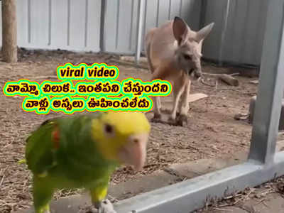 viral video: వామ్మో చిలుక.. ఇంతపని చేస్తుందని వాళ్లు అస్సలు ఊహించలేదు