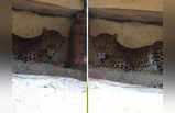 PHOTO: धो-धो बरसणाऱ्या पावसात बिबट्या इमारतीत शिरला; जिन्याच्या फटीत ठाण मांडून बसला