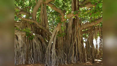 Great Banyan Tree: বিশ্বের সবচেয়ে বড় বটগাছ কলকাতায়, শত বছরের পুরনো ইতিহাস দেখে অবাক বিজ্ঞানীরাও