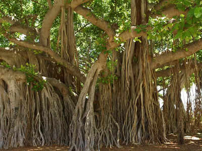 Great Banyan Tree: বিশ্বের সবচেয়ে বড় বটগাছ কলকাতায়, শত বছরের পুরনো ইতিহাস দেখে অবাক বিজ্ঞানীরাও