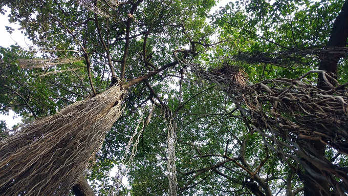 দ্য গ্রেট বেনিয়ান ট্রি