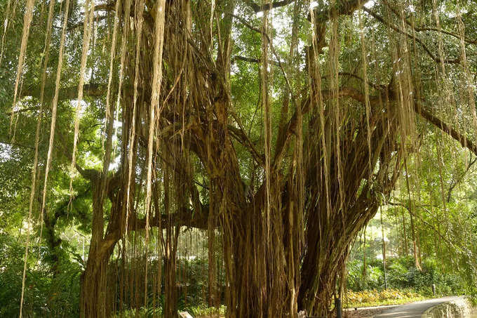 কিড সাহেবের বাগান