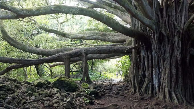 ​ইন্ডিয়ান বোটানিক্যাল গার্ডেন