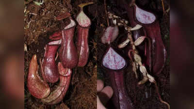 Carnivorous Plant: जमीन के नीचे रेंगने वाले कीड़ों को खा जाता है प्लांट, वैज्ञानिकों ने खोजा शिकारी मांसाहारी पौधा