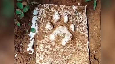 Coimbatore Cheetah Attack Cow: கன்றுக்குட்டியை வேட்டையாடிய சிறுத்தை - கதிகலங்கி நிற்கும் பொதுமக்கள்