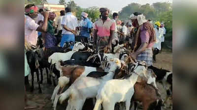 Madurai: களைகட்டிய ஆட்டுச் சந்தை.. வருமானம் ஒரு கோடிப்பே!!