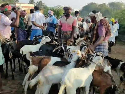 Madurai: களைகட்டிய ஆட்டுச் சந்தை.. வருமானம் ஒரு கோடிப்பே!!