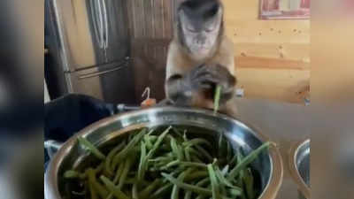 Funny Monkey Video: ಬೀನ್ಸ್‌ ತುಂಡರಿಸುವ ಕೋತಿ!: ಮುಗುಳ್ನಗೆ ಮೂಡಿಸುತ್ತದೆ ಮಂಗನ ಮುಖಭಾವ!