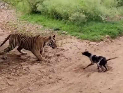 viral video: అది మామూలు పులికాదు.. కిల్లింగ్ మెషిన్.. ఎందుకో తెలుసా?