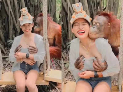 Monkey Grabs Woman Breast: बंदर ने पकड़ी महिला की ब्रेस्ट और करने लगा Kiss, थाईलैंड के चिड़ियाघर में ओरंगुटान की शरारत