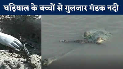 West Champaran News : वाइल्ड लाइफ के लिए गुड न्यूज, घड़ियाल के बच्चों से गुलजार गंडक नदी, 500 तक पहुंची संख्या