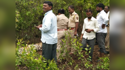 दोन वर्षांचा असताना आईपासून दुरावला, अकोल्यात पट्टेदार वाघ मृतावस्थेत