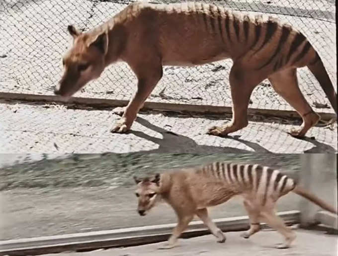 భూమిపై బతికిన చివరి టాస్మేనియా పులి (Tasmanian tiger)ఇది. బ్లాక్ అండ్ వైట్ ఫుటేజ్‌ని కలర్‌లోకి మార్చారు