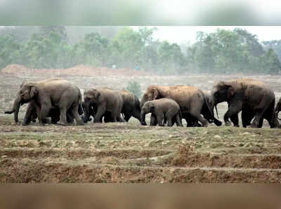 ಹಾಸನ: ಪ್ರಾಣಿ-ಮಾನವ ಸಂಘರ್ಷ ಮುಂದುವರಿಕೆ, ಆನೆ ದಾಳಿಗೆ ರೈತ ಬಲಿ