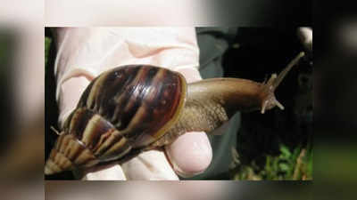 Florida Snail: चूहे के बराबर घोंघे के कारण अमेरिका में आई आफत, अगले दो साल लॉकडाउन में रहेगा फ्लोरिडा का कस्बा