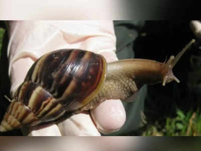 Florida Snail: चूहे के बराबर घोंघे के कारण अमेरिका में आई आफत, अगले दो साल लॉकडाउन में रहेगा फ्लोरिडा का कस्बा