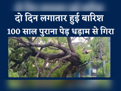 Video: मानसून की पहली बारिश में धड़ाम का गिरा 100 साल पुराना इमली का पेड़, गनीमत कोई हताहत नहीं