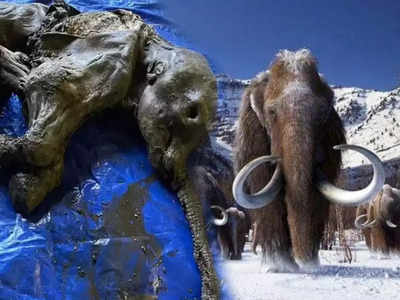 Woolly Mammoths Fun Fact: धरती के दैत्य थे वुली मैमथ, हिम युग में करते थे राज, जानें इन जानवरों की खासियत