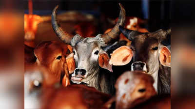Sonbhadra: खेत में चारा खाने घुसी गाय पर कुल्हाड़ी से किए ताबड़तोड़ वार, कर दिया अधमरा